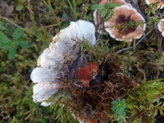 Hydnellum aurantiacum