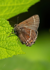 Callophrys spinetorum