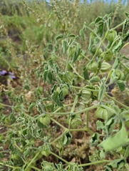 Physalis neomexicana