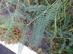 Sesbania cannabina