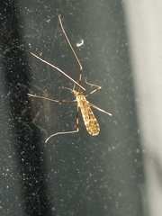 Chioneinae