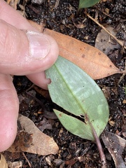 Cryptostylis subulata