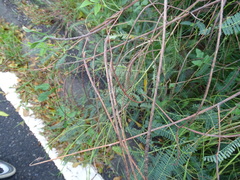 Sesbania cannabina