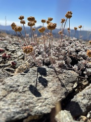 Eriogonum strictum