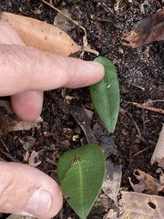 Cryptostylis subulata