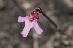 Utricularia tenella