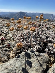 Eriogonum strictum