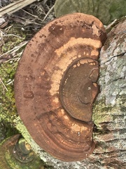 Ganoderma zonatum