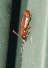 Stenolophini