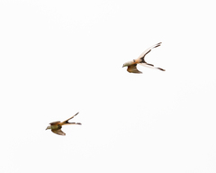 Tyrannus forficatus
