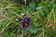 Cruciata