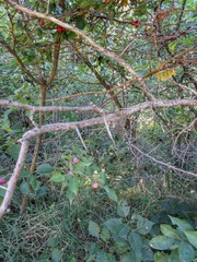 Crataegus succulenta