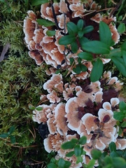 Hydnellum aurantiacum