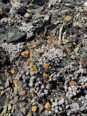 Eriogonum strictum