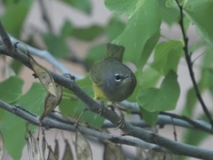 Geothlypis tolmiei
