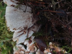 Hydnellum aurantiacum