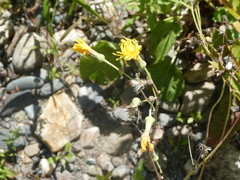 Hieracium lachenalii