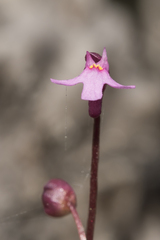Utricularia tenella