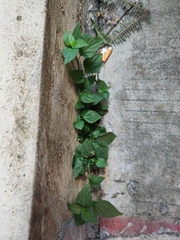 Dicliptera chinensis