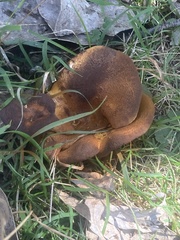 Phlebopus marginatus