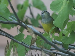 Geothlypis tolmiei