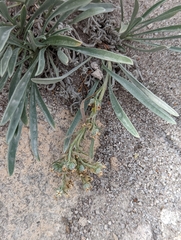 Oreocarya suffruticosa