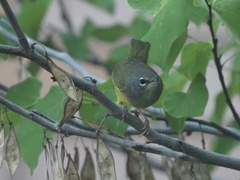 Geothlypis tolmiei
