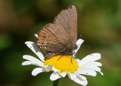 Callophrys johnsoni