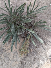 Oreocarya suffruticosa