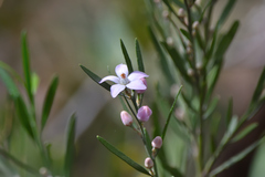 Eriostemon australasius