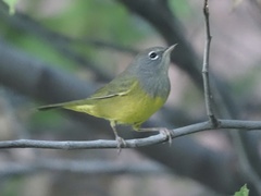 Geothlypis tolmiei