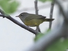 Geothlypis tolmiei