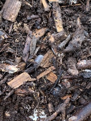 Armadillidium vulgare