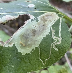 Calycomyza flavinotum