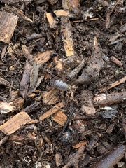 Armadillidium vulgare