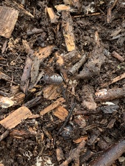 Armadillidium vulgare