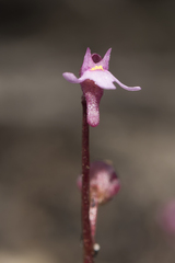 Utricularia tenella