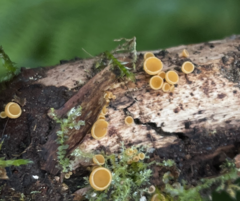 Lachnellula