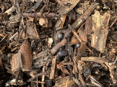 Armadillidium vulgare