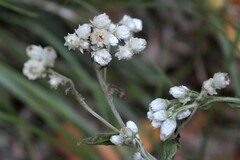 Pseudognaphalium californicum