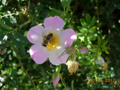 Melandrena