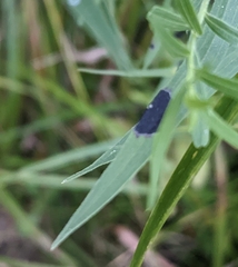 Asteromyia euthamiae