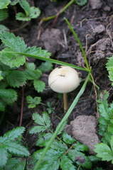 Protostropharia