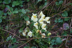 Pedicularis chinensis
