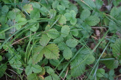 Fragaria corymbosa