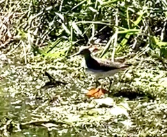 Tringa solitaria