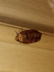 Elaphria chalcedonia