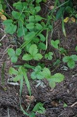 Fragaria corymbosa