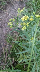 Asteromyia euthamiae