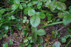 Fragaria corymbosa